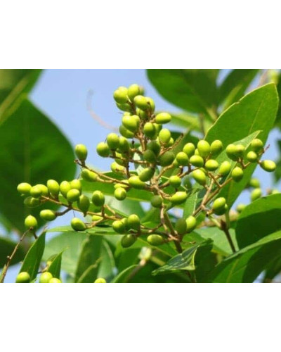 Бирючина гібридна Вікарій | Бирючина гибридная Викарий | Ligustrum Vicaryi