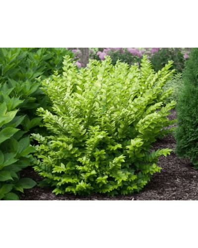 Бирючина гібридна Вікарій | Бирючина гибридная Викарий | Ligustrum Vicaryi