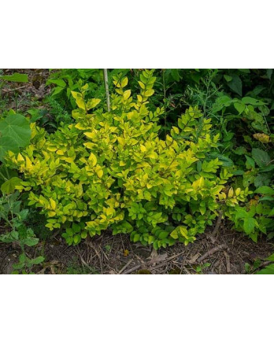 Бирючина гібридна Вікарій | Бирючина гибридная Викарий | Ligustrum Vicaryi