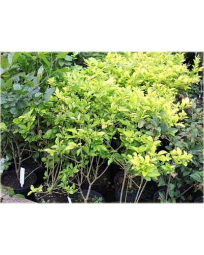 Бирючина гібридна Вікарій | Бирючина гибридная Викарий | Ligustrum Vicaryi