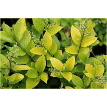 Бирючина гібридна Вікарій | Бирючина гибридная Викарий | Ligustrum Vicaryi