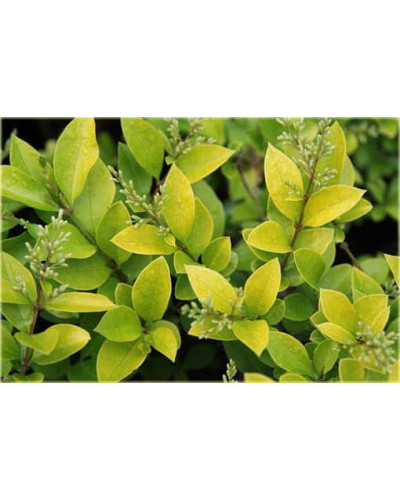 Бирючина гібридна Вікарій | Бирючина гибридная Викарий | Ligustrum Vicaryi