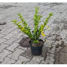 Бирючина гібридна Вікарій | Бирючина гибридная Викарий | Ligustrum Vicaryi