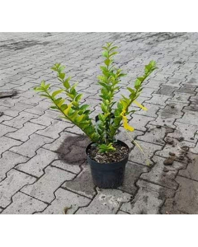 Бирючина гібридна Вікарій | Бирючина гибридная Викарий | Ligustrum Vicaryi