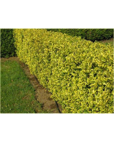 Бирючина гібридна Вікарій | Бирючина гибридная Викарий | Ligustrum Vicaryi