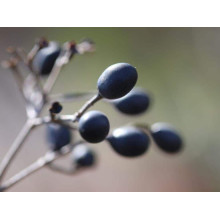 Бирючина гібридна Вікарій | Бирючина гибридная Викарий | Ligustrum Vicaryi
