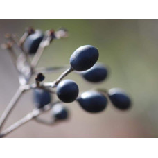 Бирючина гібридна Вікарій | Бирючина гибридная Викарий | Ligustrum Vicaryi
