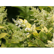Бирючина гібридна Вікарій | Бирючина гибридная Викарий | Ligustrum Vicaryi