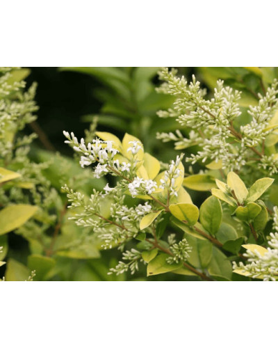 Бирючина гібридна Вікарій | Бирючина гибридная Викарий | Ligustrum Vicaryi