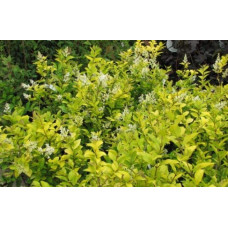 Бирючина гібридна Вікарій | Бирючина гибридная Викарий | Ligustrum Vicaryi