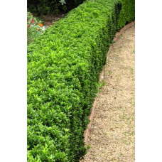Бруслина японська Грін Спайр | Euonymus japonica Green Spire | Бересклет японский Грин Спайр