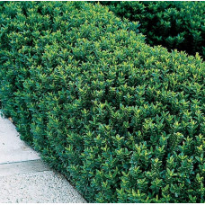 Бруслина японська Грін Спайр | Euonymus japonica Green Spire | Бересклет японский Грин Спайр