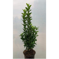 Бруслина японська Грін Спайр | Euonymus japonica Green Spire | Бересклет японский Грин Спайр