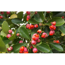 Бруслина японська Грін Спайр | Euonymus japonica Green Spire | Бересклет японский Грин Спайр