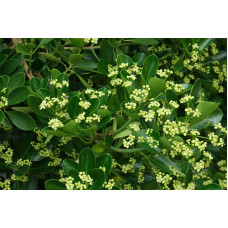 Бруслина японська Грін Спайр | Euonymus japonica Green Spire | Бересклет японский Грин Спайр