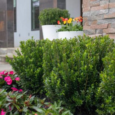 Бруслина японська Грін Спайр | Euonymus japonica Green Spire | Бересклет японский Грин Спайр