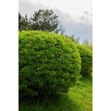 Бруслина японська Грін Спайр | Euonymus japonica Green Spire | Бересклет японский Грин Спайр