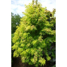 Бузина червона Плюмоза Ауреа | Sambucus racemosa Plumosa Aurea | Бузина красная Плюмоза Ауреа