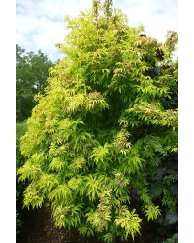 Бузина червона Плюмоза Ауреа | Sambucus racemosa Plumosa Aurea | Бузина красная Плюмоза Ауреа