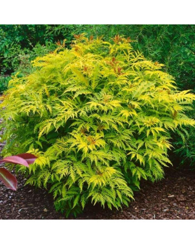 Бузина червона Плюмоза Ауреа | Sambucus racemosa Plumosa Aurea | Бузина красная Плюмоза Ауреа
