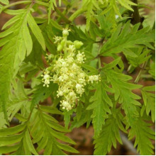Бузина червона Плюмоза Ауреа | Sambucus racemosa Plumosa Aurea | Бузина красная Плюмоза Ауреа