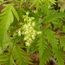 Бузина червона Плюмоза Ауреа | Sambucus racemosa Plumosa Aurea | Бузина красная Плюмоза Ауреа
