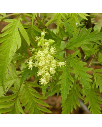 Бузина червона Плюмоза Ауреа | Sambucus racemosa Plumosa Aurea | Бузина красная Плюмоза Ауреа