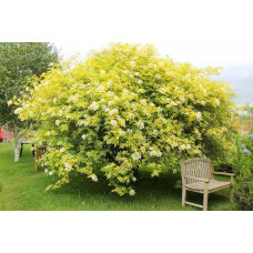 Бузина червона Плюмоза Ауреа | Sambucus racemosa Plumosa Aurea | Бузина красная Плюмоза Ауреа