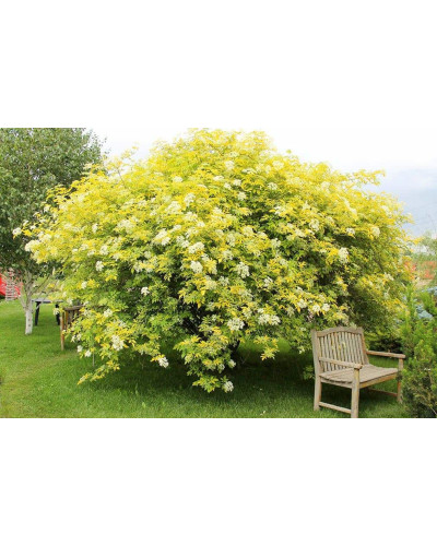 Бузина червона Плюмоза Ауреа | Sambucus racemosa Plumosa Aurea | Бузина красная Плюмоза Ауреа
