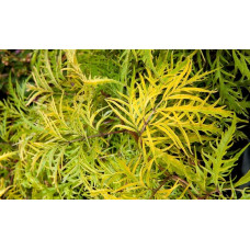 Бузина червона Плюмоза Ауреа | Sambucus racemosa Plumosa Aurea | Бузина красная Плюмоза Ауреа