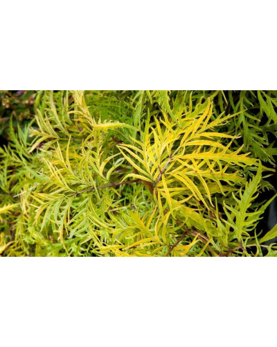 Бузина червона Плюмоза Ауреа | Sambucus racemosa Plumosa Aurea | Бузина красная Плюмоза Ауреа