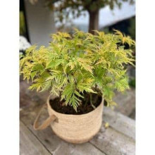 Бузина червона Плюмоза Ауреа | Sambucus racemosa Plumosa Aurea | Бузина красная Плюмоза Ауреа