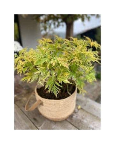 Бузина червона Плюмоза Ауреа | Sambucus racemosa Plumosa Aurea | Бузина красная Плюмоза Ауреа
