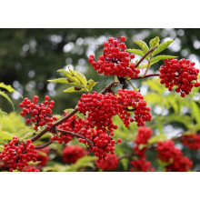 Бузина червона Плюмоза Ауреа | Sambucus racemosa Plumosa Aurea | Бузина красная Плюмоза Ауреа