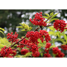 Бузина червона Плюмоза Ауреа | Sambucus racemosa Plumosa Aurea | Бузина красная Плюмоза Ауреа