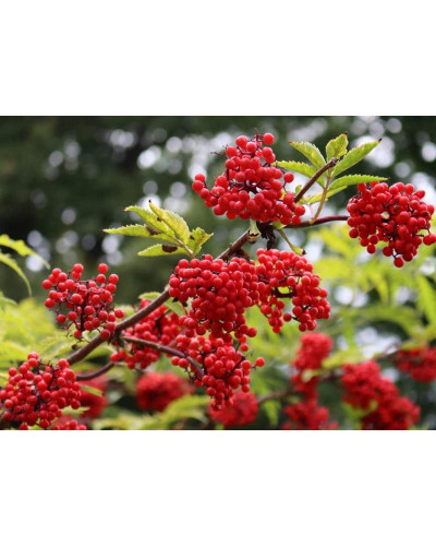 Бузина червона Плюмоза Ауреа | Sambucus racemosa Plumosa Aurea | Бузина красная Плюмоза Ауреа