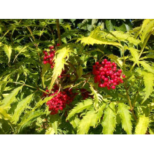 Бузина червона Плюмоза Ауреа | Sambucus racemosa Plumosa Aurea | Бузина красная Плюмоза Ауреа