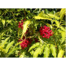 Бузина червона Плюмоза Ауреа | Sambucus racemosa Plumosa Aurea | Бузина красная Плюмоза Ауреа