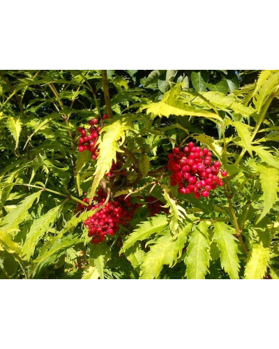 Бузина червона Плюмоза Ауреа | Sambucus racemosa Plumosa Aurea | Бузина красная Плюмоза Ауреа