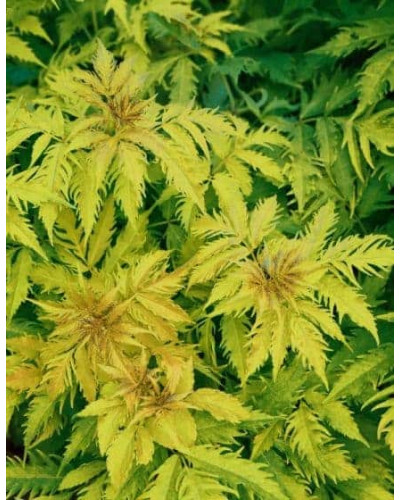 Бузина червона Плюмоза Ауреа | Sambucus racemosa Plumosa Aurea | Бузина красная Плюмоза Ауреа
