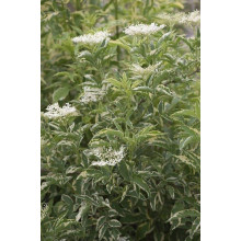 Бузина чорна Варієгата | Sambucus nigra Variegata | Бузина черная Вариегата