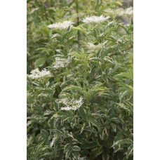 Бузина чорна Варієгата | Sambucus nigra Variegata | Бузина черная Вариегата