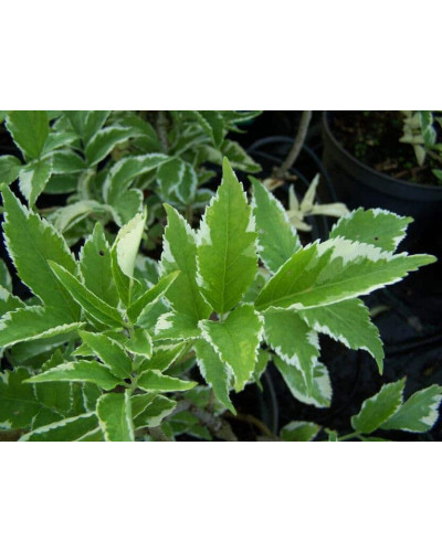 Бузина чорна Варієгата | Sambucus nigra Variegata | Бузина черная Вариегата