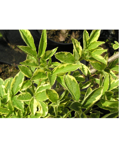Бузина чорна Варієгата | Sambucus nigra Variegata | Бузина черная Вариегата