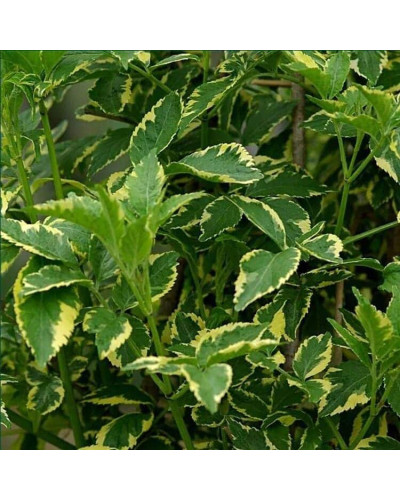 Бузина чорна Варієгата | Sambucus nigra Variegata | Бузина черная Вариегата