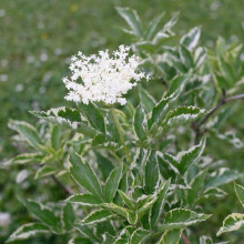 Бузина чорна Варієгата | Sambucus nigra Variegata | Бузина черная Вариегата