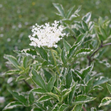 Бузина чорна Варієгата | Sambucus nigra Variegata | Бузина черная Вариегата