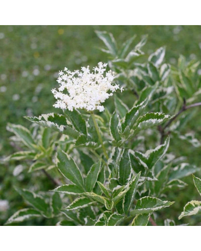 Бузина чорна Варієгата | Sambucus nigra Variegata | Бузина черная Вариегата