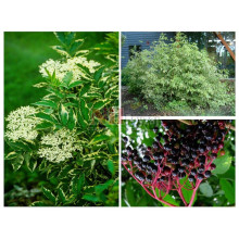 Бузина чорна Варієгата | Sambucus nigra Variegata | Бузина черная Вариегата