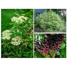 Бузина чорна Варієгата | Sambucus nigra Variegata | Бузина черная Вариегата